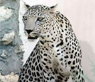 Rescue and Save Rare Yemeni Tiger from Extinction