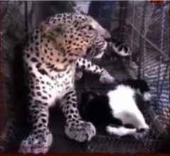 THE RESCUED TIGER IN YAFEA