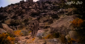 WAS SEEN IN LAHJ. PHOTO FROM FACEBOOK