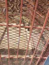 Only three tigers at Sana'a Zoo