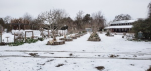 Fruit Trees in Houston, TX