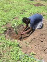 Mango Seedling