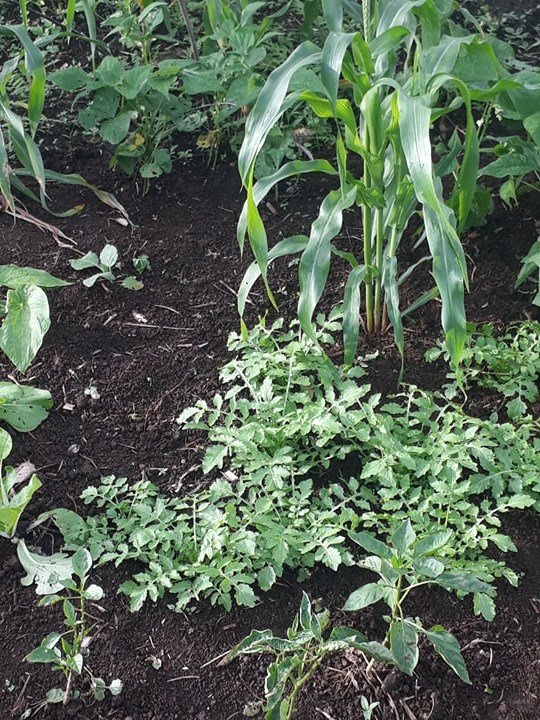 gardens