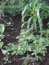 gardens