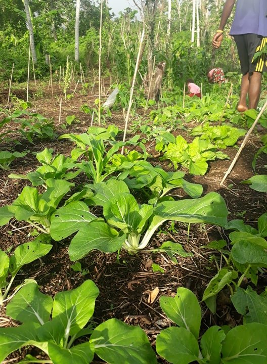 gardens