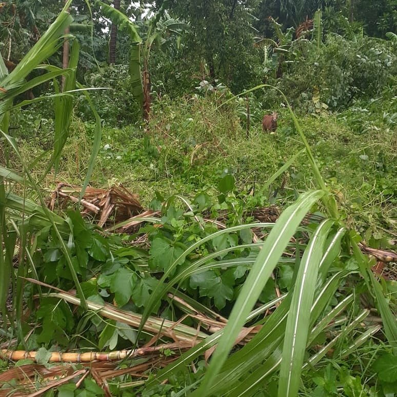 Vanuatu Communities Support -TC Harold