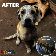 Emaciated dog made full recovery and was rehomed!