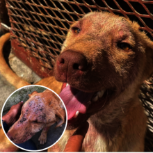 Mangy puppy is much better and is all smiles!