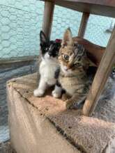 Cats are prolific breeders, spay/neuter is a must!