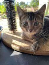 Gorgeous cat at our kennels