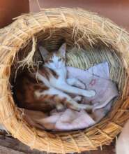 Relaxing inside a grass nesting basket
