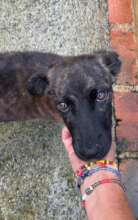 Adopted!