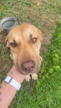 Adopted!