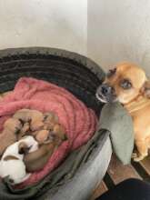 Mommy dog and puppies all successfully rehomed!