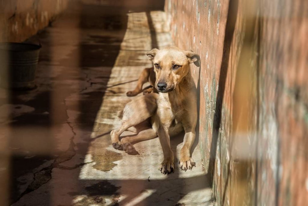 Rescue Companion Animals in Eswatini