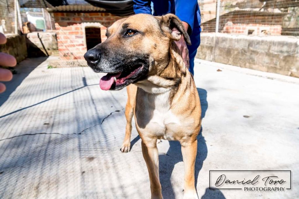 Rescue Companion Animals in Eswatini