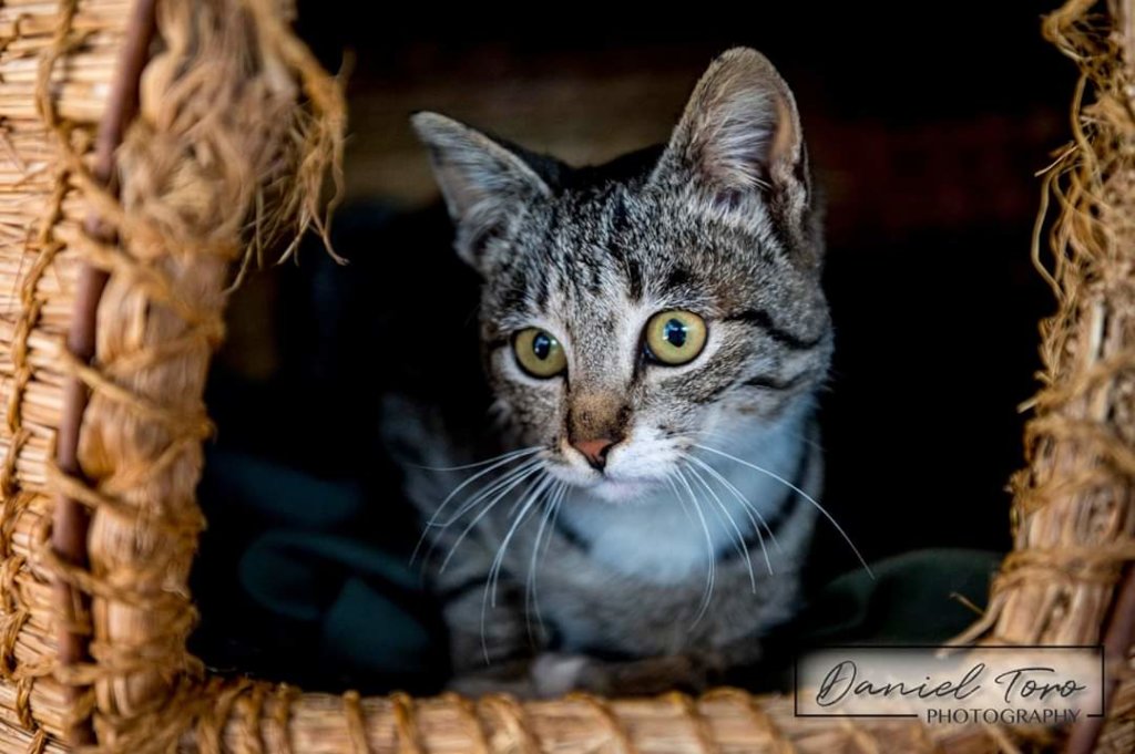 Rescue Companion Animals in Eswatini