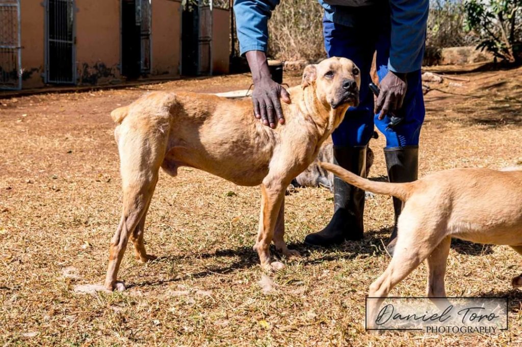 Rescue Companion Animals in Eswatini