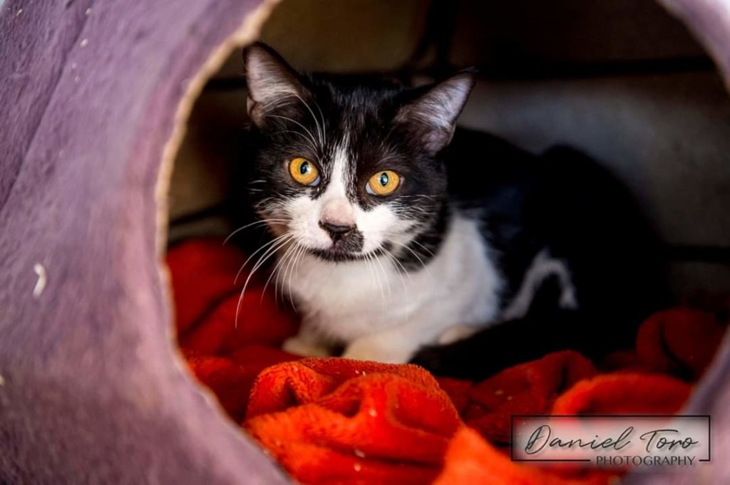 Rescue Companion Animals in Eswatini