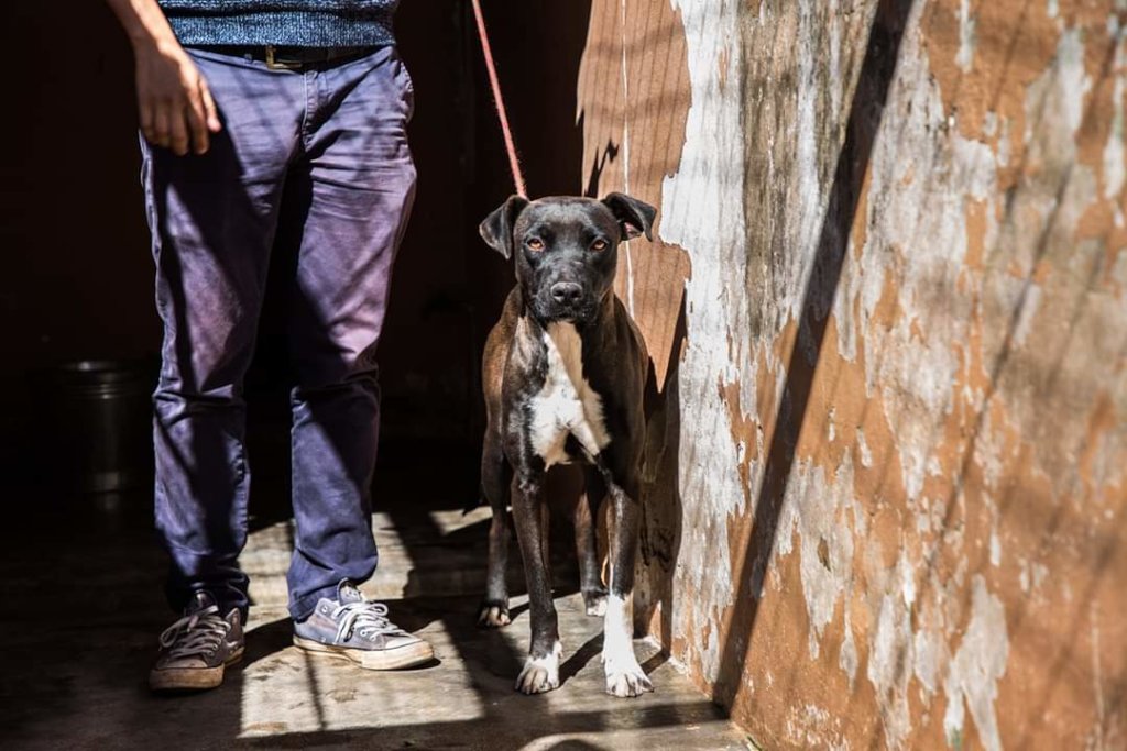 Rescue Companion Animals in Eswatini