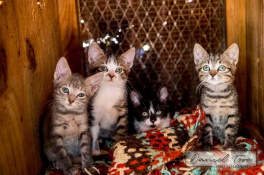 Urgent COVID 19 Appeal for Animals in Eswatini