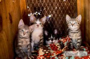 Rescue Companion Animals in Eswatini