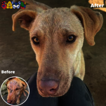 This dog had terrible mange but is all better now!