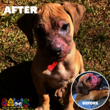 Feeling much better after his mange treatment!