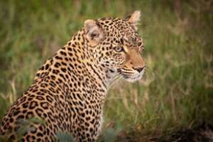 2 Leopard