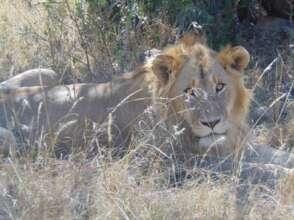 Intruding young male lion