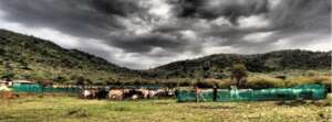 3 Mobile boma