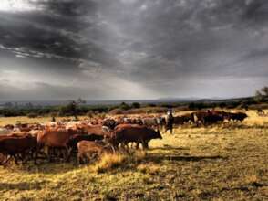 Bunched herd grazing in Enonkishu