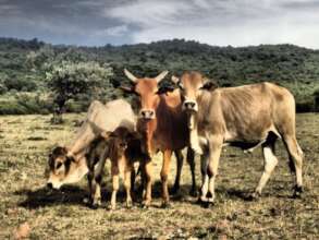 4 E33 and sons