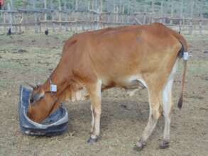 Insect repellent for cows