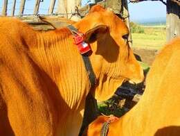 Cattle tracking device