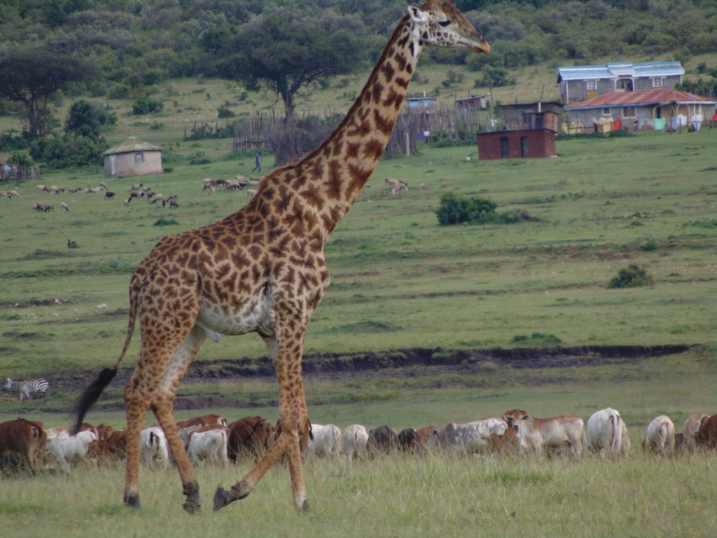 URGENT: Sustain a conservancy through the pandemic