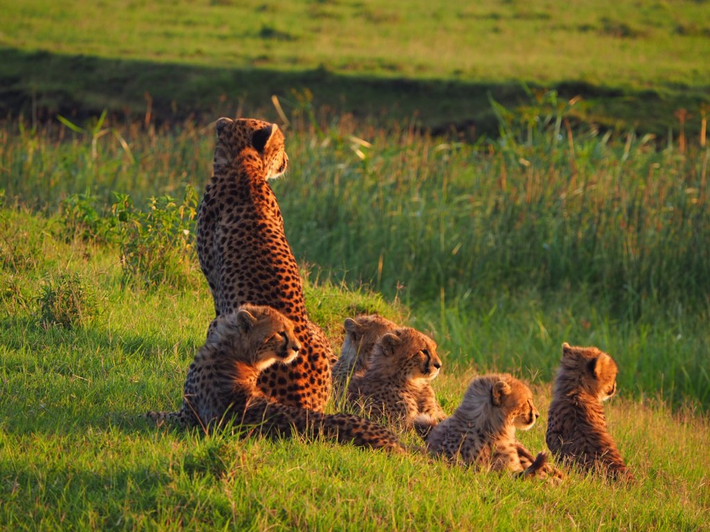 URGENT: Sustain a conservancy through the pandemic