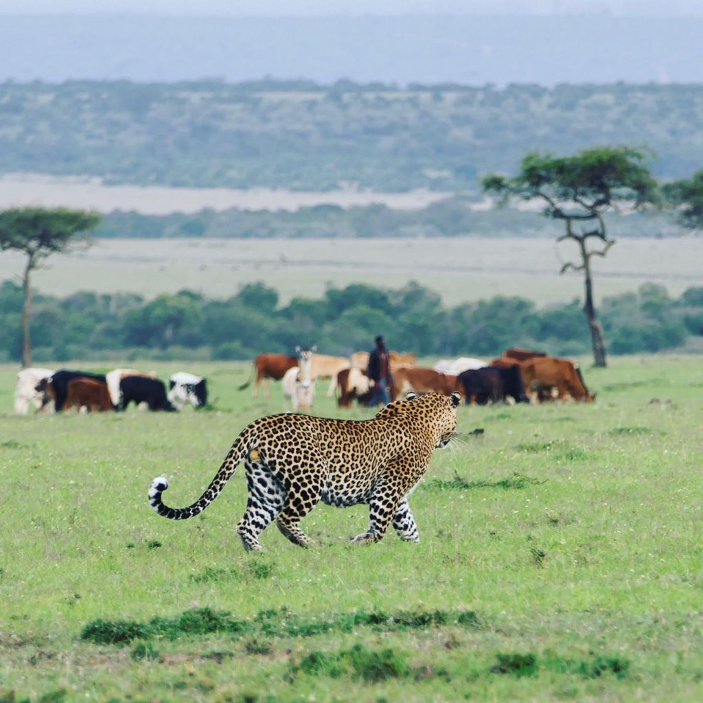 URGENT: Sustain a conservancy through the pandemic