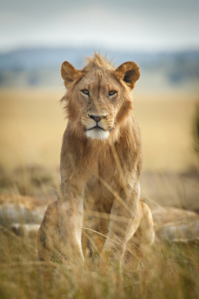 URGENT: Sustain a conservancy through the pandemic