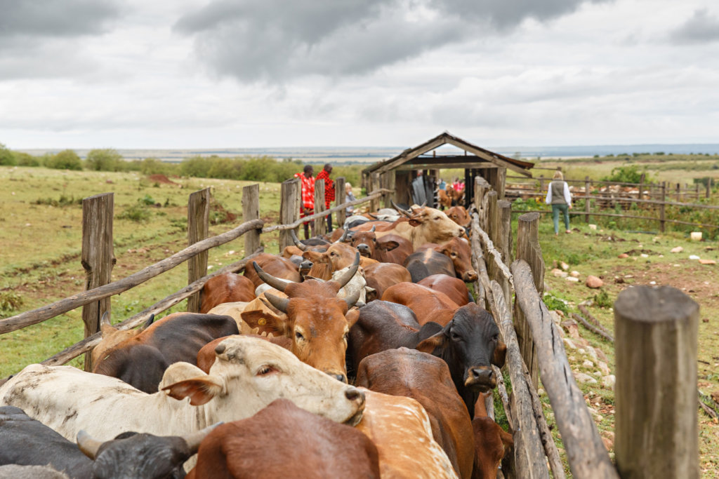 URGENT: Sustain a conservancy through the pandemic