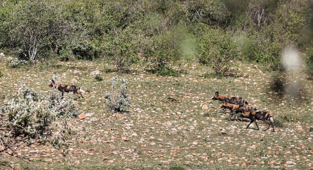 URGENT: Sustain a conservancy through the pandemic