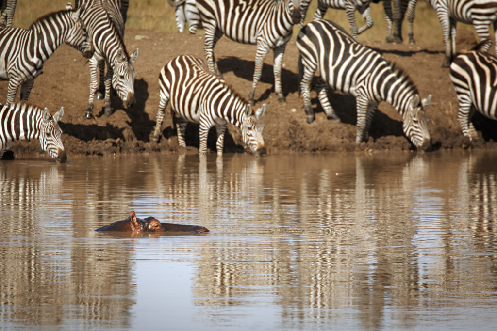 URGENT: Sustain a conservancy through the pandemic