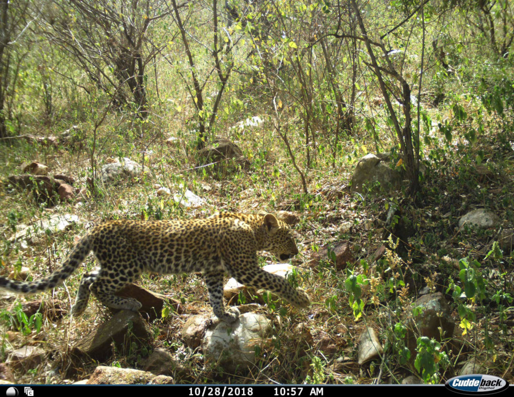 Camera trapped leopard cub