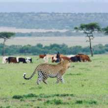 Contextual context of conservation