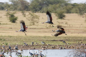 Crowned cranes