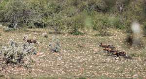 African wild dogs