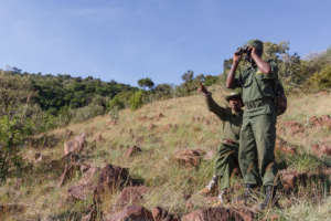 Hilltop wildlife monitoring