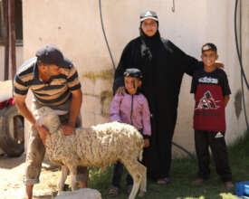 Amira and her family with the sheep for slaughter.