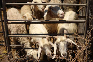 Goats and sheep in a pen.