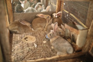More of Shireen's Rabbits for breeding.